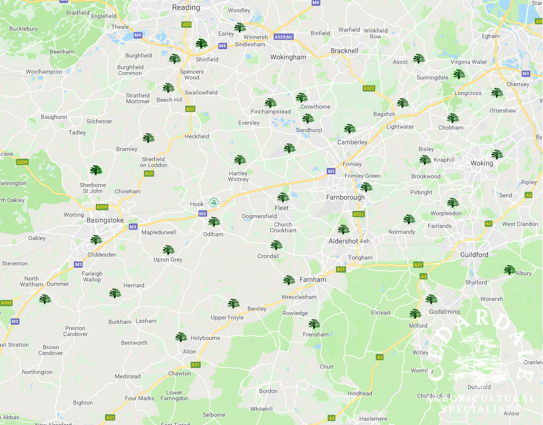 Tree Surgeon in Hampshire, Surrey and Berkshire
