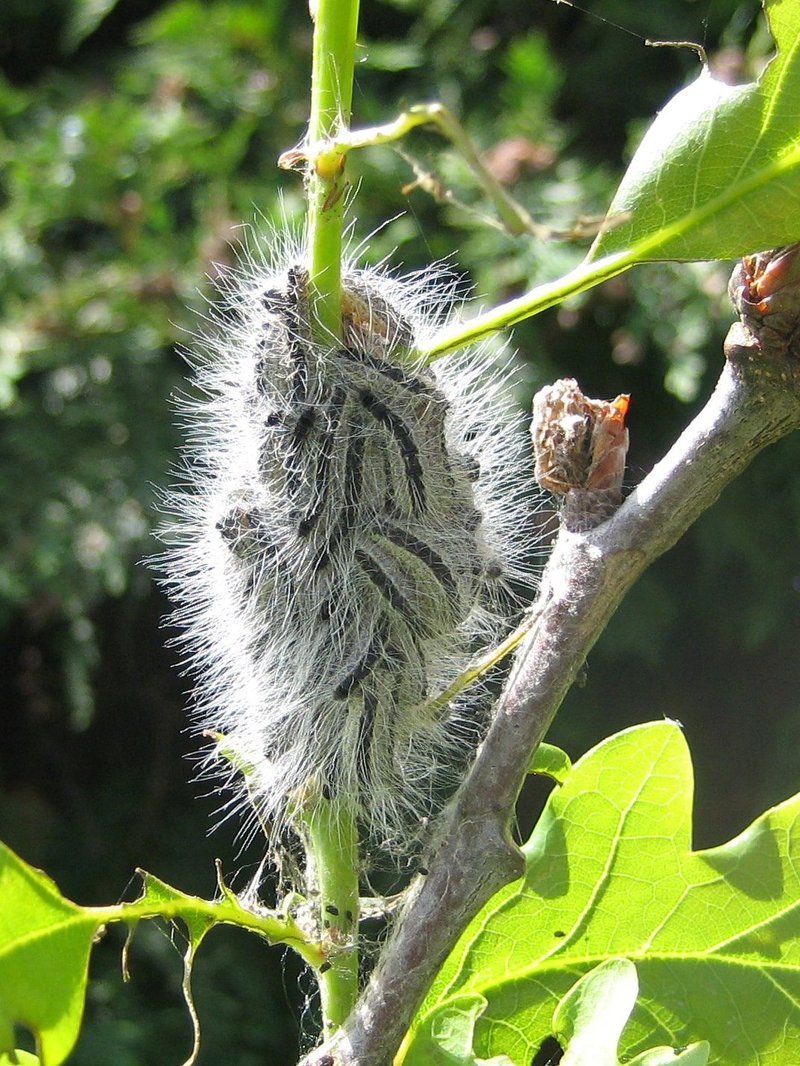 Oak Processionary Moth caterpillar clusters in Surrey Hampshire and Berkshire