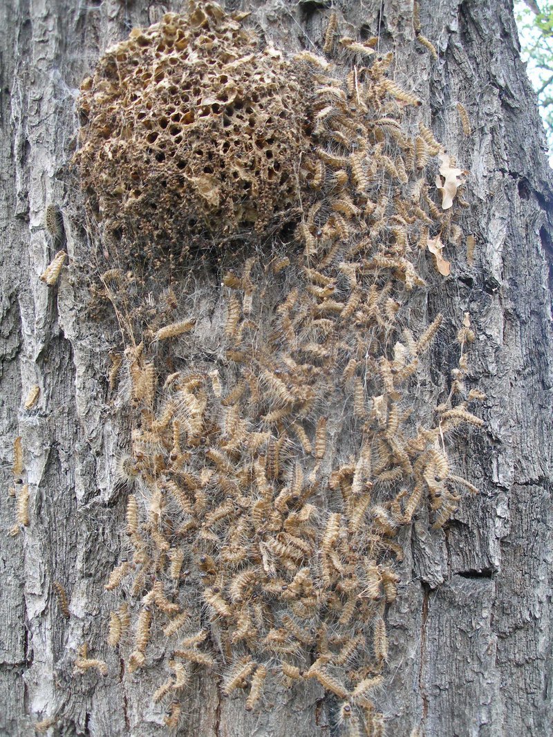 Oak Processionary Moth nest disintegrating in Surrey Hampshire and Berkshire