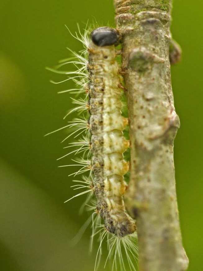 Oak Processionary Moth caterpillar in Surrey Hampshire and Berkshire