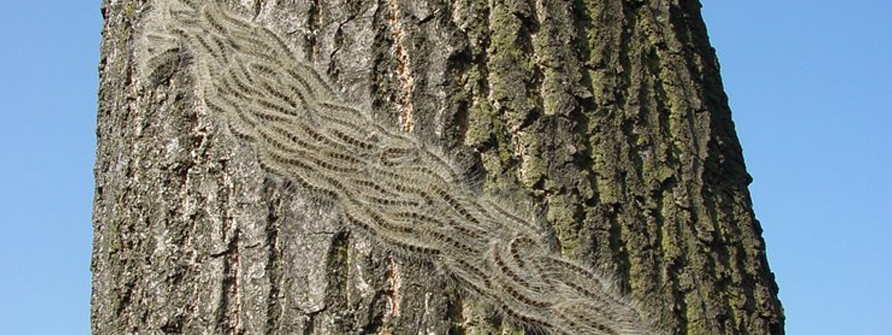 Oak Processionary Moth in Surrey Hampshire and Berkshire